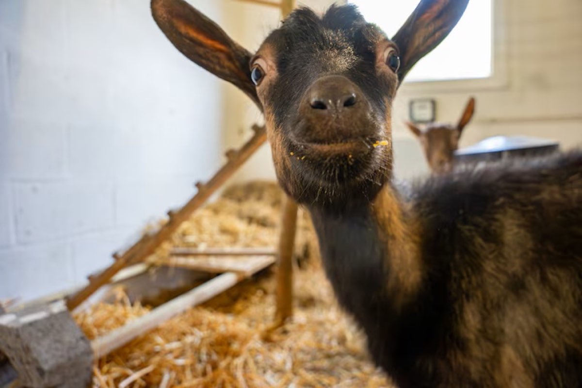 Photo article ferme pédagogique Baelen