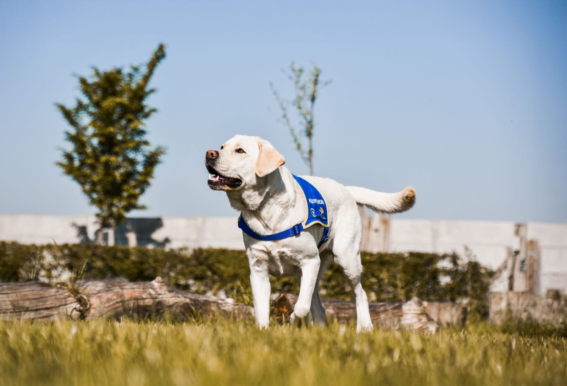 Chiot Guido en formation chez Hachiko