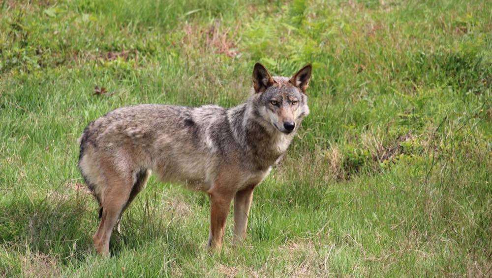 Exposition Loup