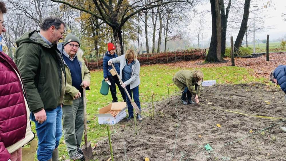 Plantation de tulipes à Stekene